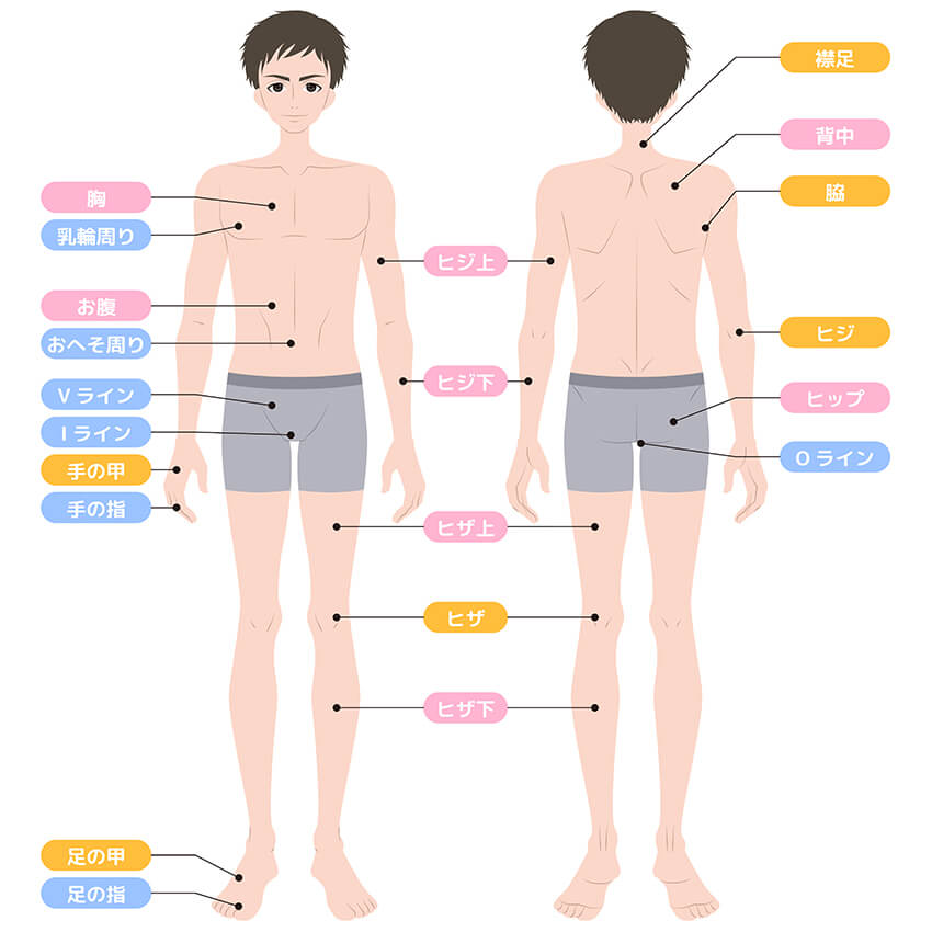 男性脱毛範囲